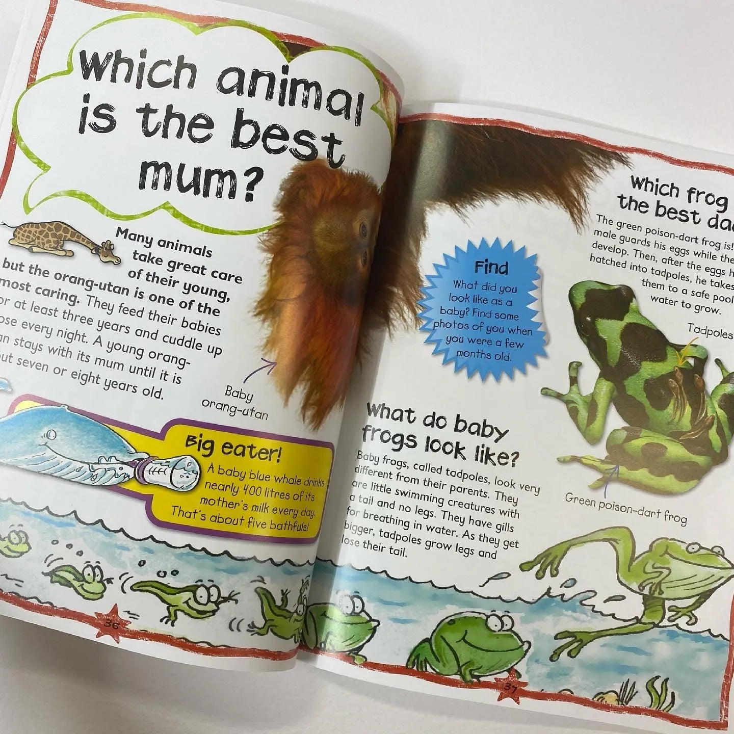 Miles Kelly - QUESTIONS & ANSWERS ANIMALS